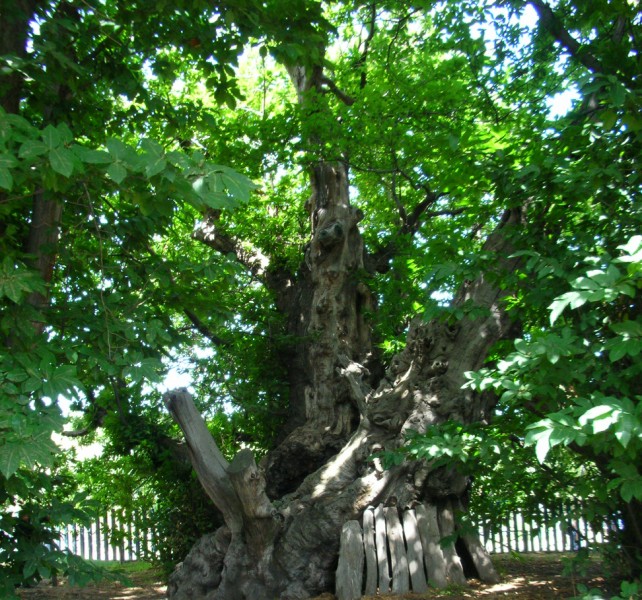 Castagni Sicilia